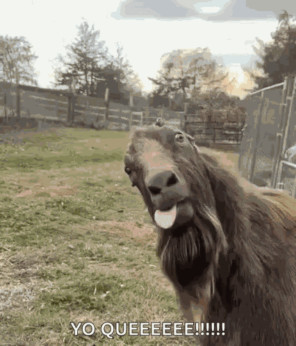 Koza Kozel GIF