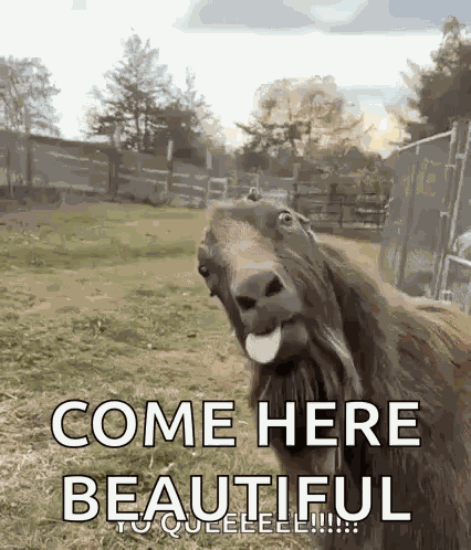 Koza Kozel GIF