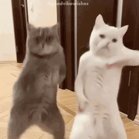 Kpop Dancing GIF