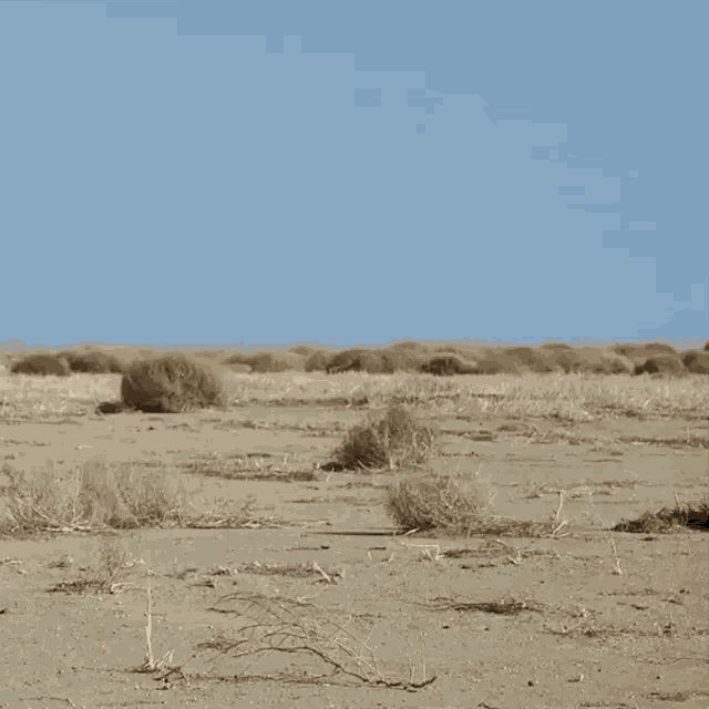 Krzak Tumbleweed GIF