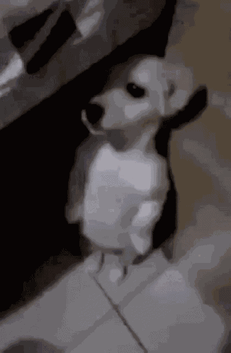 Ksganti Dog GIF