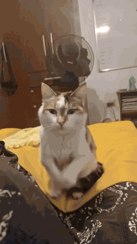 Kuky Kuky Oficial GIF