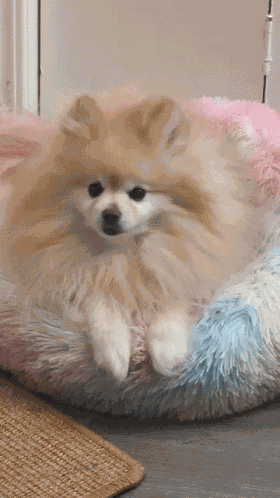 Kumi Pomer GIF