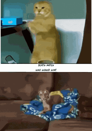 Kung Fu Cat Tiger Dog GIF