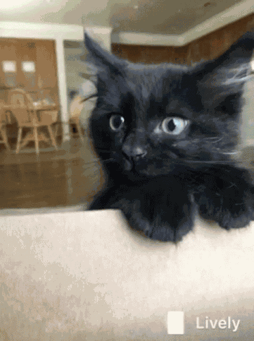 Kunt Black Kunt GIF