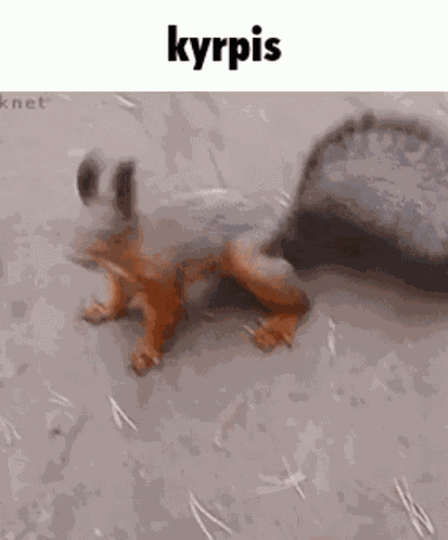 Kyrpis Orava GIF