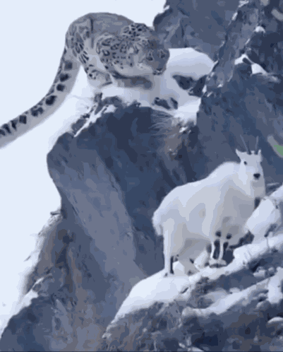 La Cabra Goat GIF