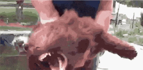 La Creatura Dog GIF