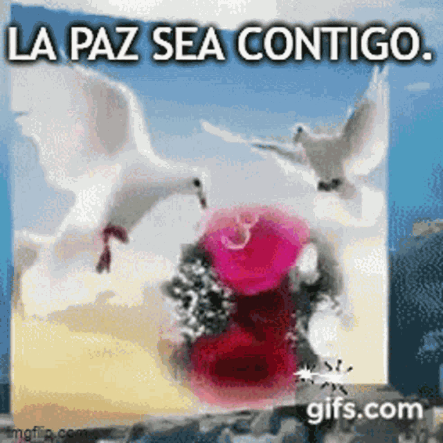 La Paz Sea Contigo GIF