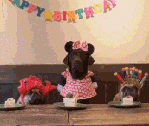 Labbie Birthday GIF
