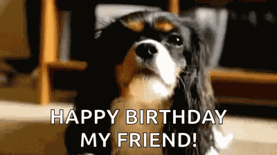 Lady Dogs GIF