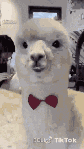 Lama GIF