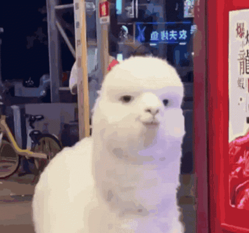 Lama Handsome GIF