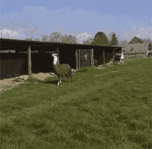 Lama Jumping GIF