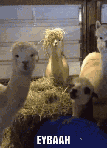Lamalara Fuhuşbaskını Süslülama GIF