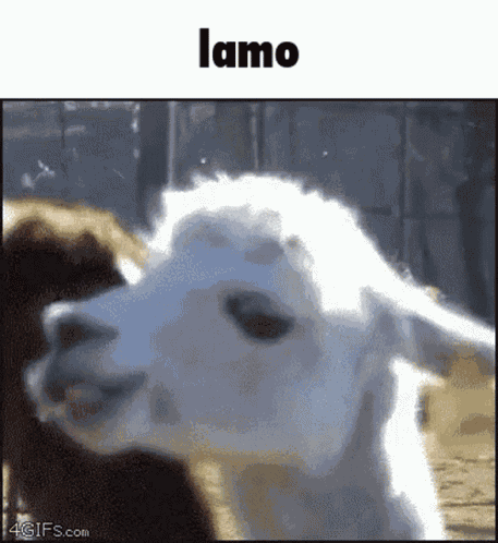 Lamo Lmao GIF