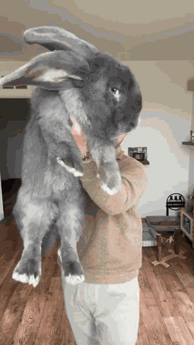 Large Bunny GIF