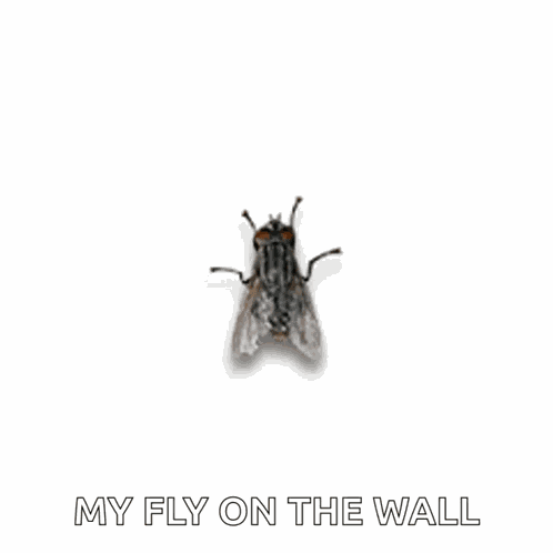 Laron Lalat GIF