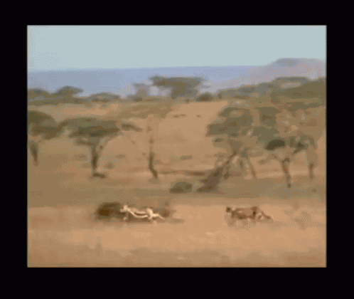 Late For Work Cheetah GIF