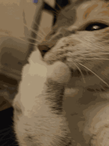 Laugh Cat GIF