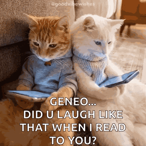 Laughing Cats GIF