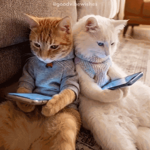 Laughing Cats GIF