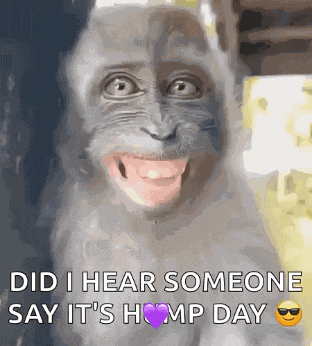 Laughing Laughing Monkey GIF