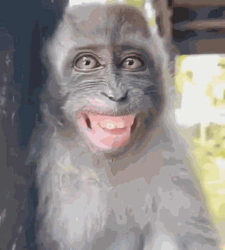 Laughing Laughing Monkey GIF