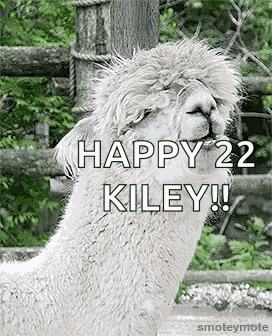 Laughing Llama GIF