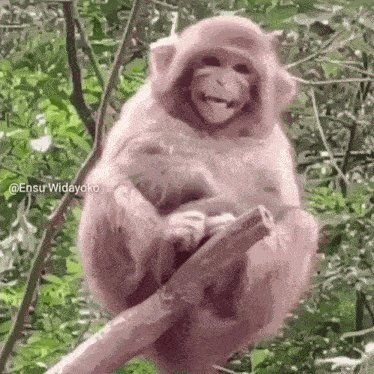 Laughing Monkey GIF