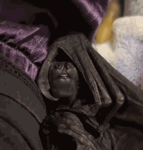 Lavie Bat GIF