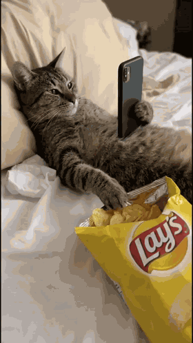Lazy Cat Cat Eating Chips GIF