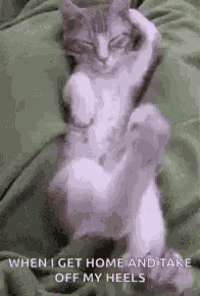 Lazy Cat GIF