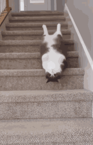 Lazy Cat Stairs GIF