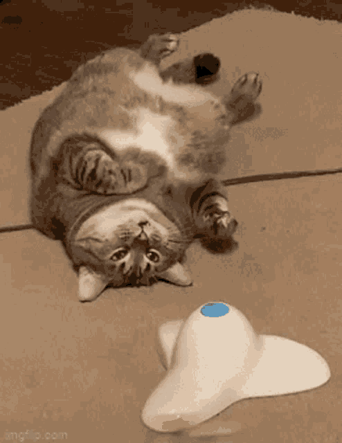Lazy Cat GIF