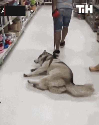 Lazy Dog Pull GIF