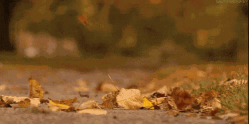 Leaves - Fall GIF