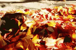 Leaves GIF