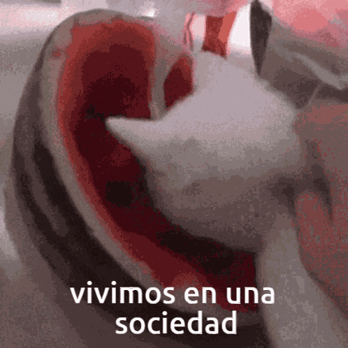 Lechoncore Lechonvs GIF