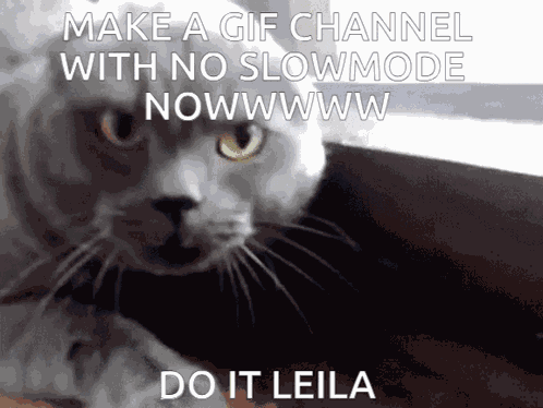Leila Angry Cat GIF