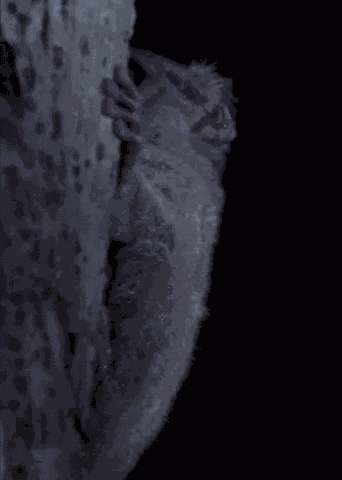 Lemur Madagascar GIF