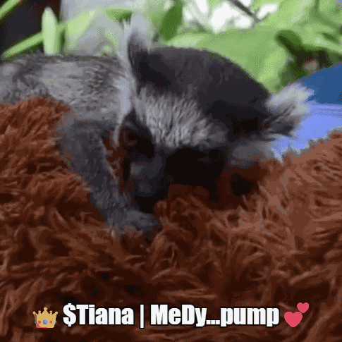 Lemurs Zoo GIF