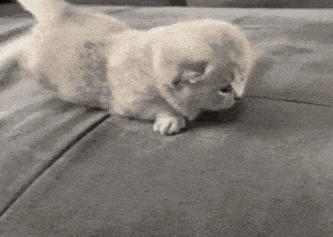 Lenny Confetti Kitty GIF