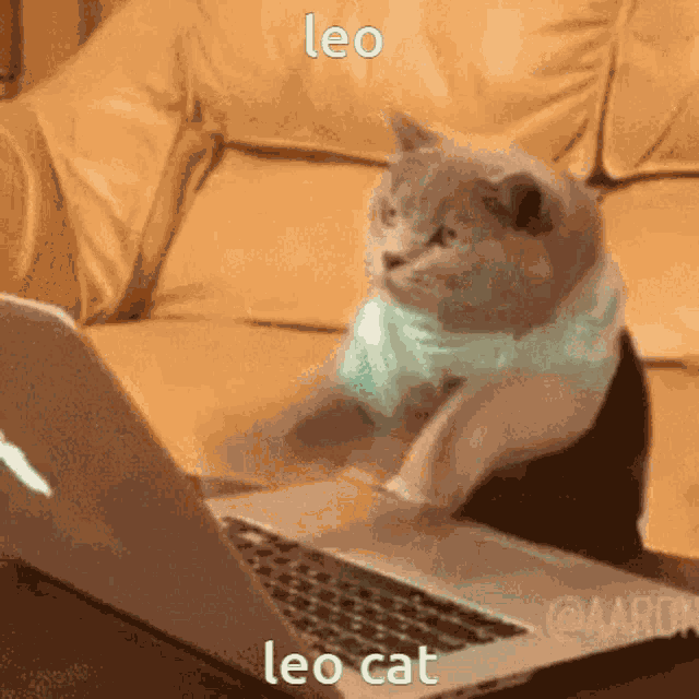 Leo Monkey Moments GIF