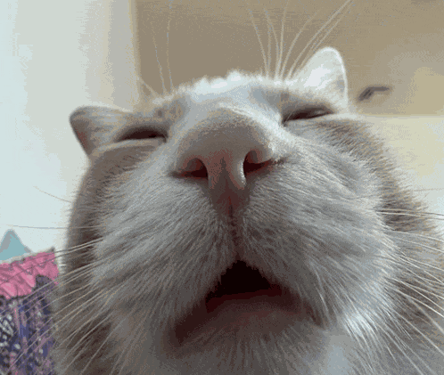 Leroythecatpicyayforashtray Meme