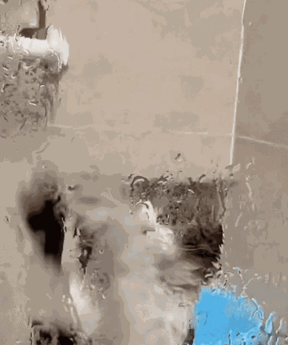 Let Me Out Funny Cat GIF