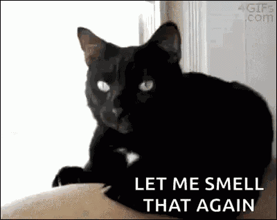 Let Me Smell That Again Cats GIF