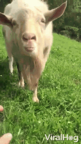 Let Me Taste You Viralhog GIF