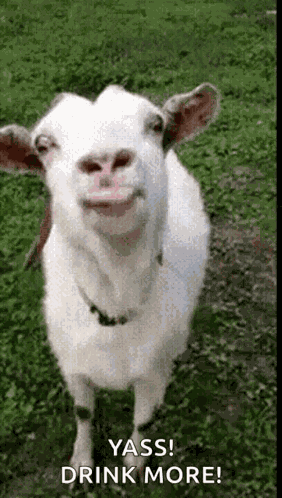 Let Them GIF