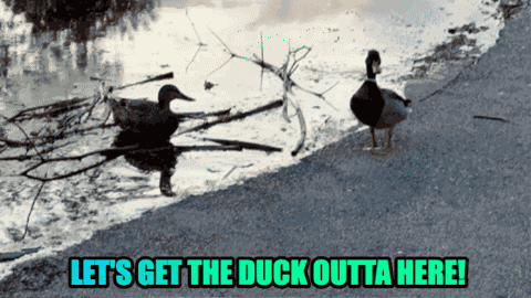 Let'S Get The Duck Out Of Here Lets Get The Duck Outta Here GIF